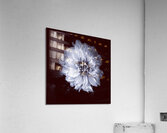 Wallflower Acrylic Print
