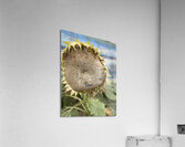 Sunflower Acrylic Print