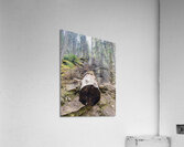 Tree Break Acrylic Print