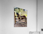 Waiting for You Acrylic Print