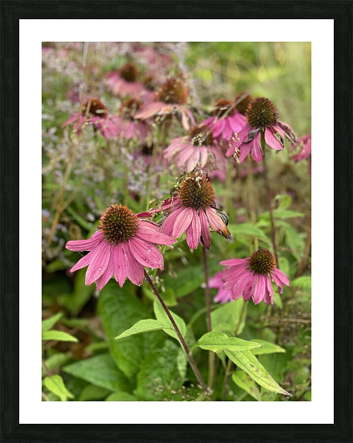 Sleepy Flowers Picture Frame print