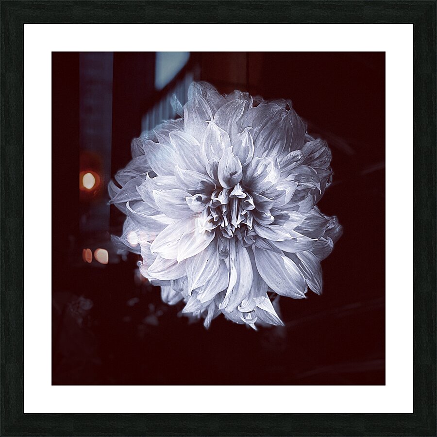 Wallflower Picture Frame print