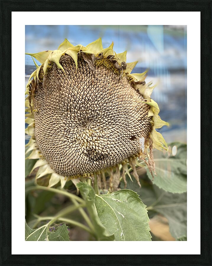 Sunflower Picture Frame print