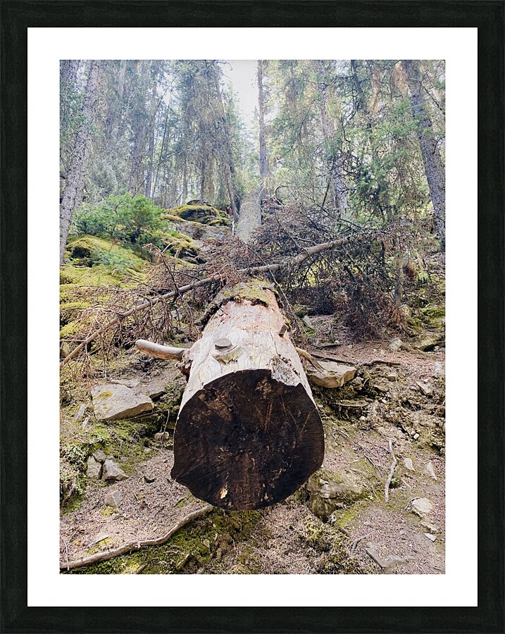 Tree Break Picture Frame print