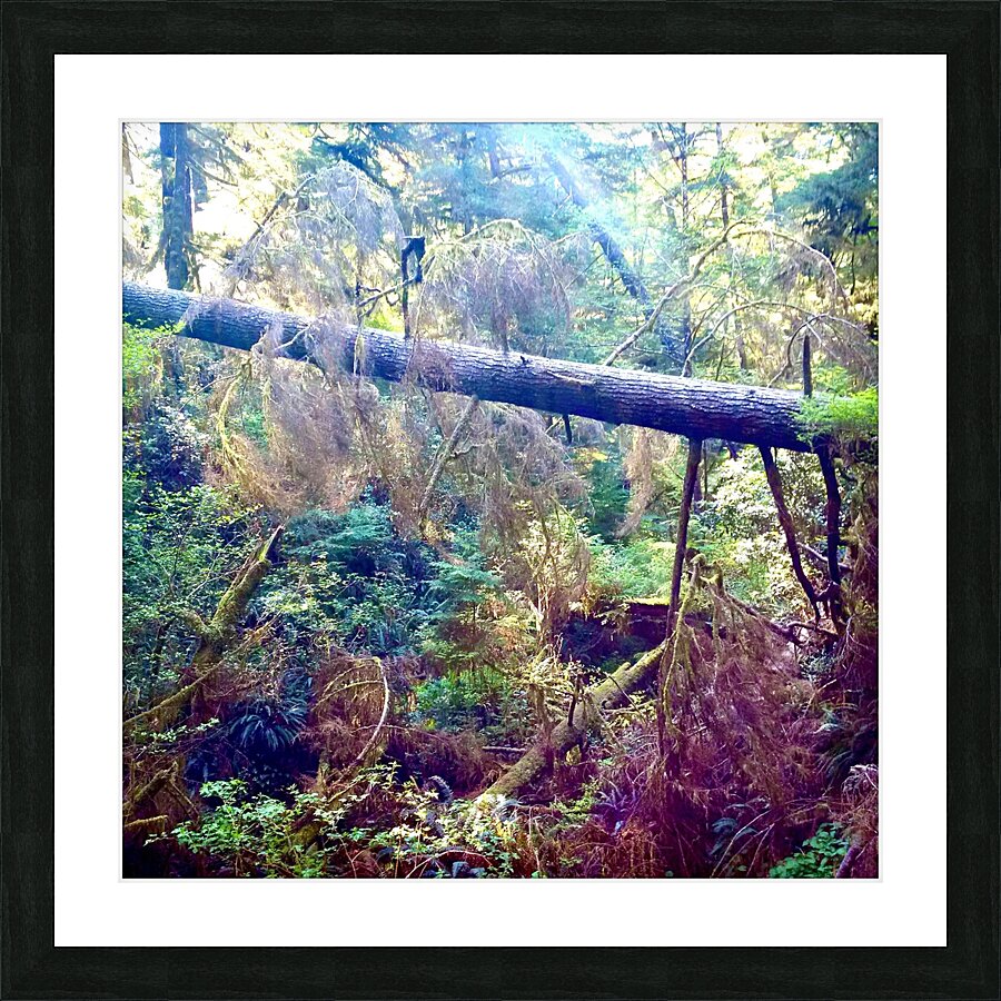 Forest Walk Picture Frame print
