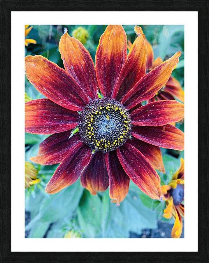 Flower Power Picture Frame print