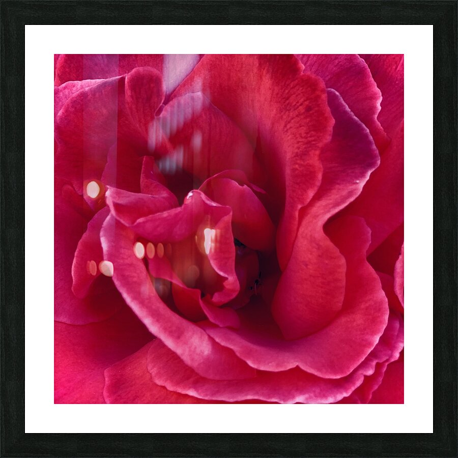 Rose Picture Frame print