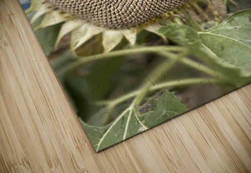Sunflower Deborah Jean puzzle