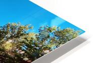 Walk with Andre HD Metal print