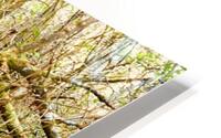 Green Serene HD Metal print