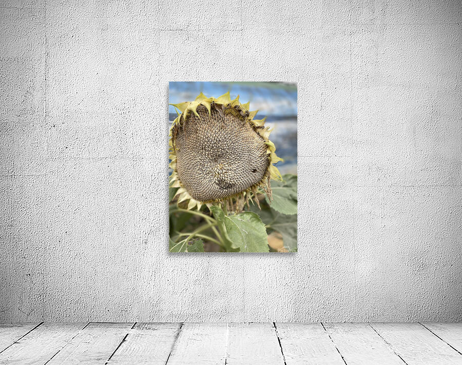 Sunflower Wall Preview