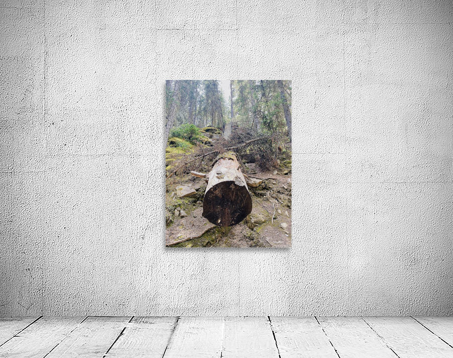 Tree Break Wall Preview