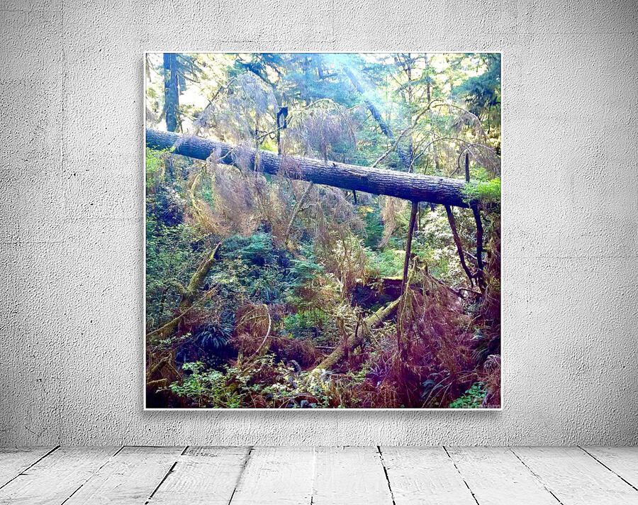 Forest Walk Wall Preview