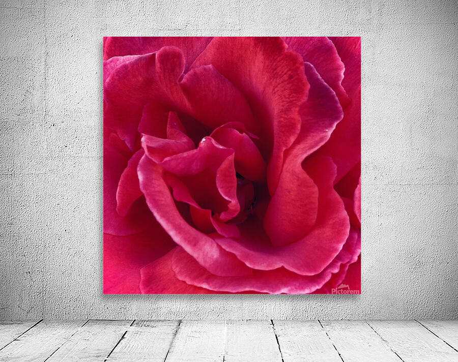 Rose Wall Preview