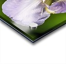 Light purple iris Acrylic print