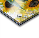 Sunflower trio Acrylic print