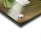 White campion Acrylic print