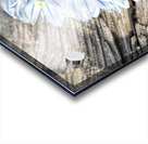 Russian Snowdrops Acrylic print