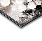 Snowcovered hydrangeas  Acrylic print