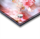 Spring pink cherry blossoms Acrylic print