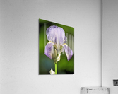Light purple iris Acrylic Print