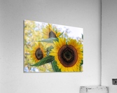 Sunflower trio Acrylic Print