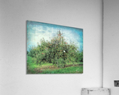 Apple tree Acrylic Print