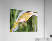 Flint corn leaf Acrylic Print