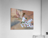Cherry plum blossom Acrylic Print