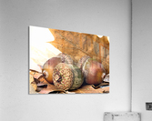 Acorns Acrylic Print