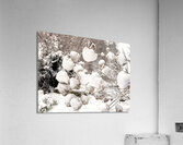 Snowcovered hydrangeas  Acrylic Print
