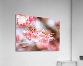 Spring pink cherry blossoms Acrylic Print
