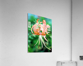 Tiger lilies  Acrylic Print