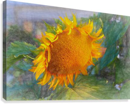 Sunflower beauty Canvas Print