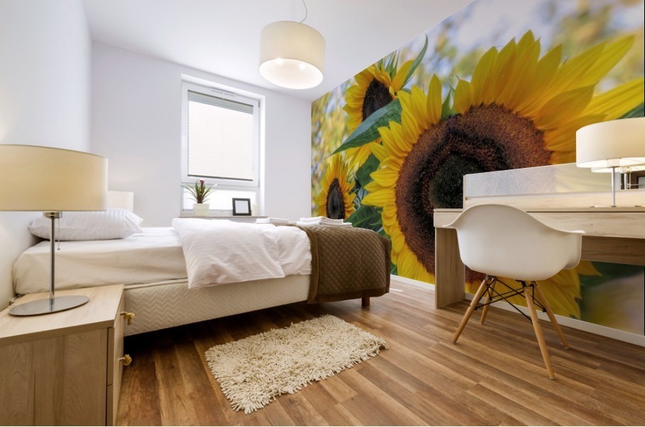 Sunflower trio Mural print