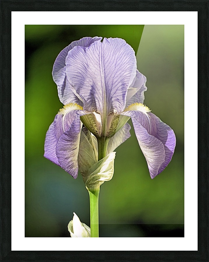 Light purple iris Picture Frame print