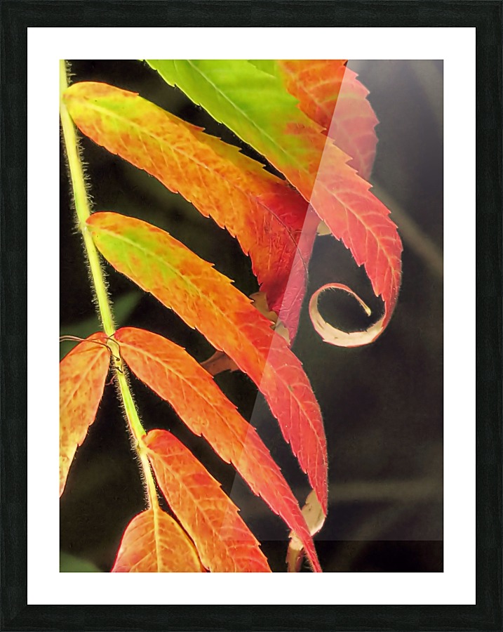 Staghorn sumac Picture Frame print