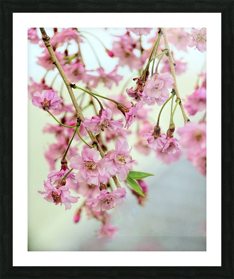 Weeping cherry blossoms Picture Frame print
