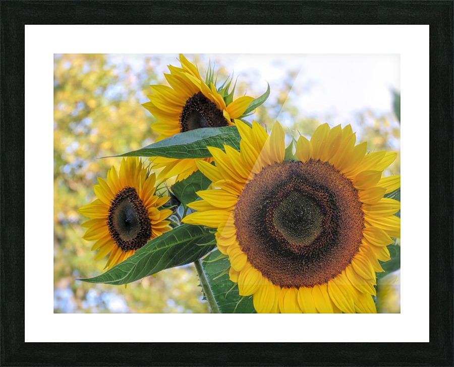 Sunflower trio Picture Frame print