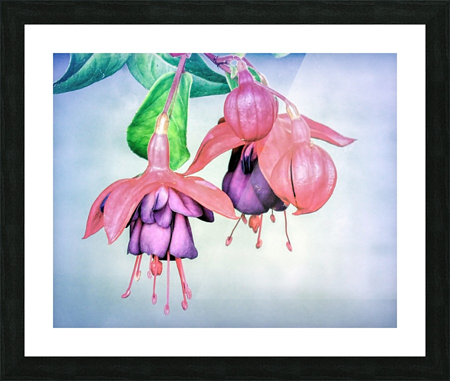 Fuchsia Picture Frame print