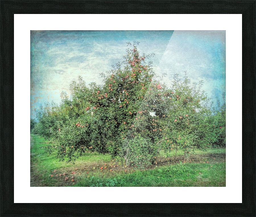 Apple tree Picture Frame print