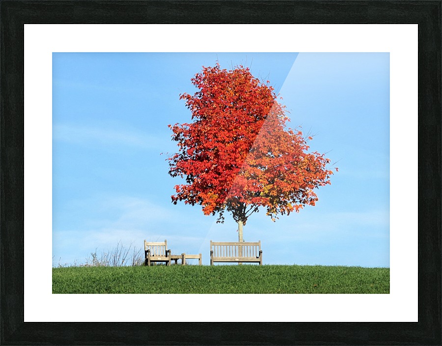 Under the foliage tree Picture Frame print
