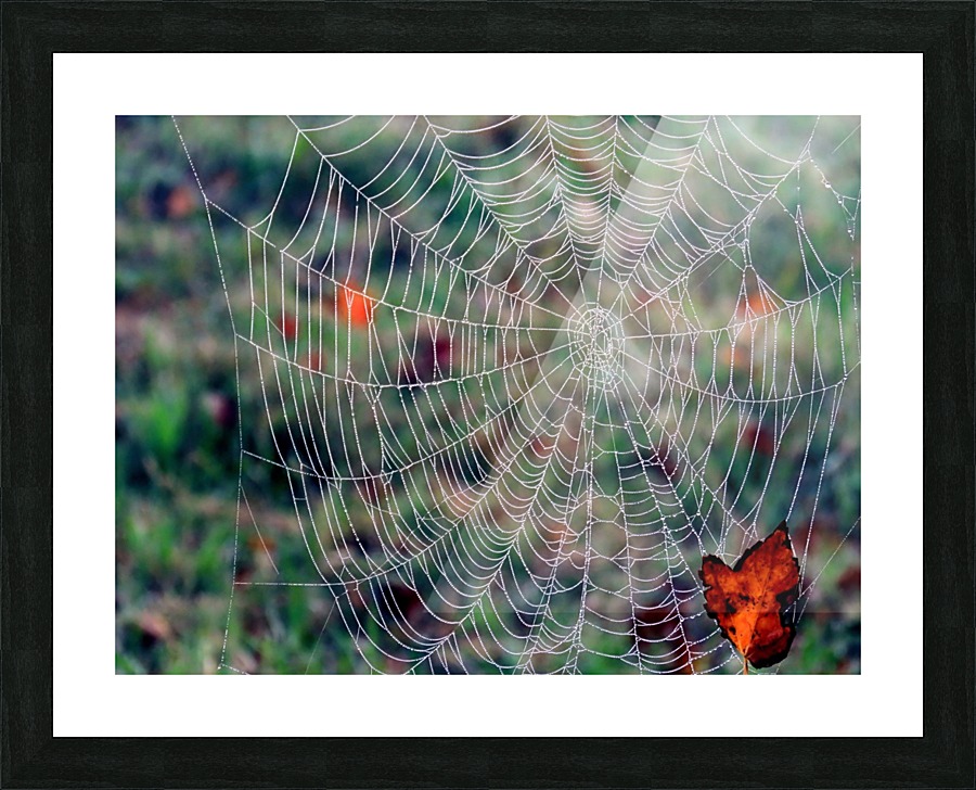 Spider web Picture Frame print