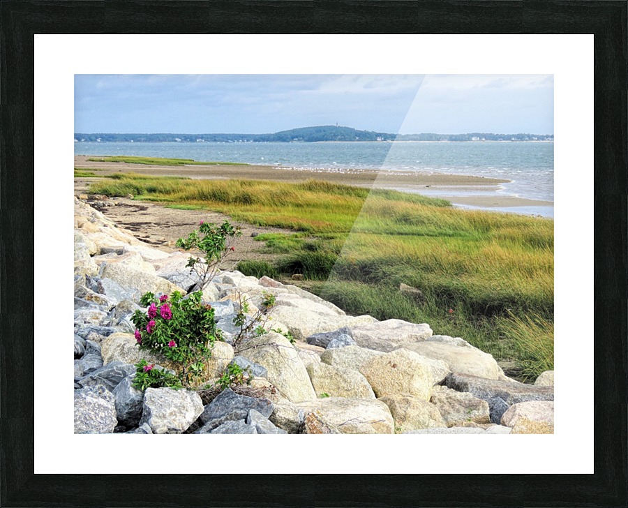 Beach grass changing colors Picture Frame print