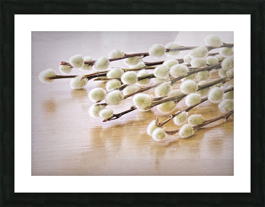 Pussy willows Picture Frame print
