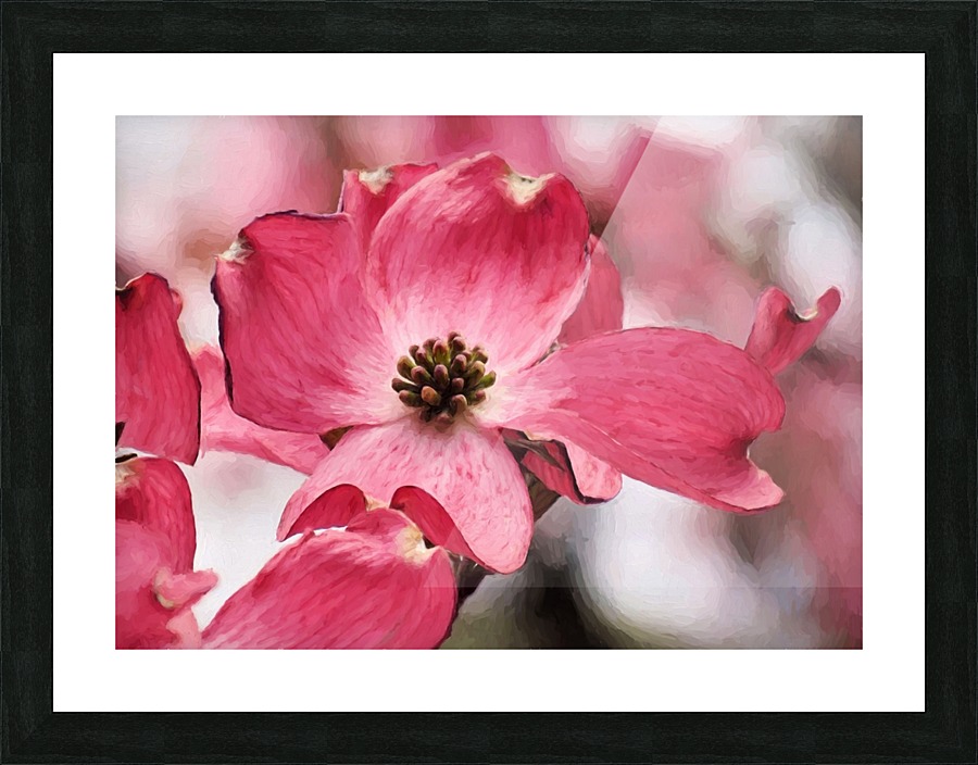Dogwood Picture Frame print
