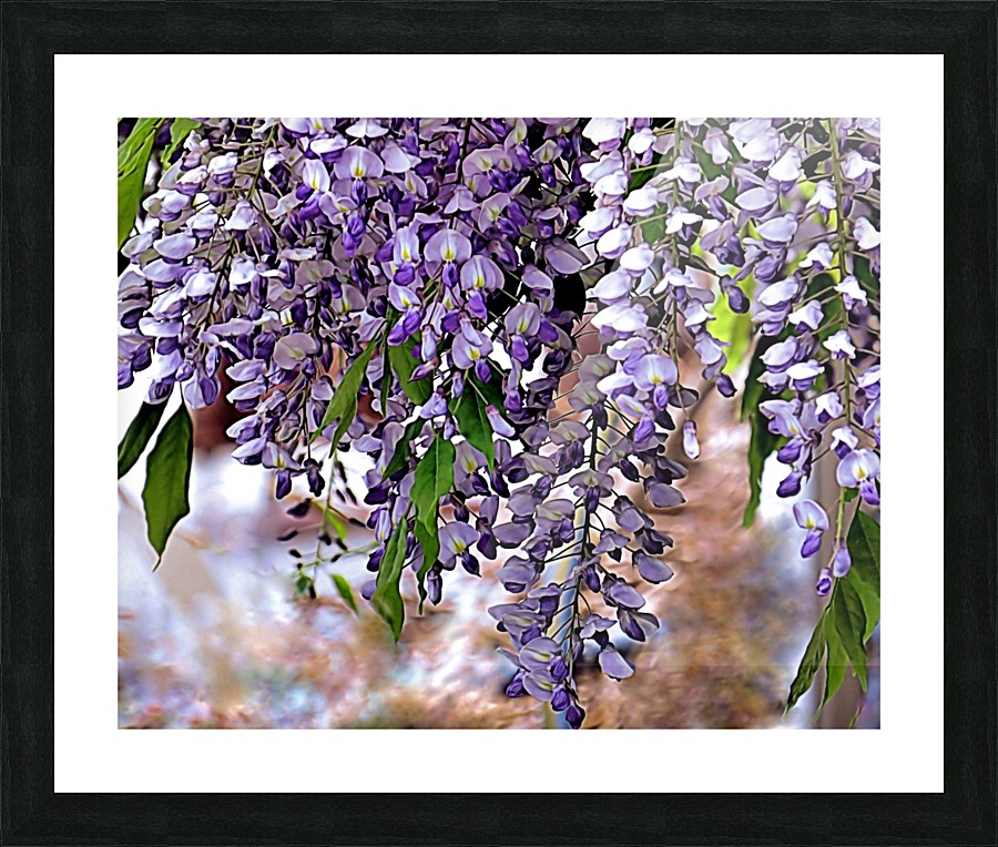 Wisteria Picture Frame print