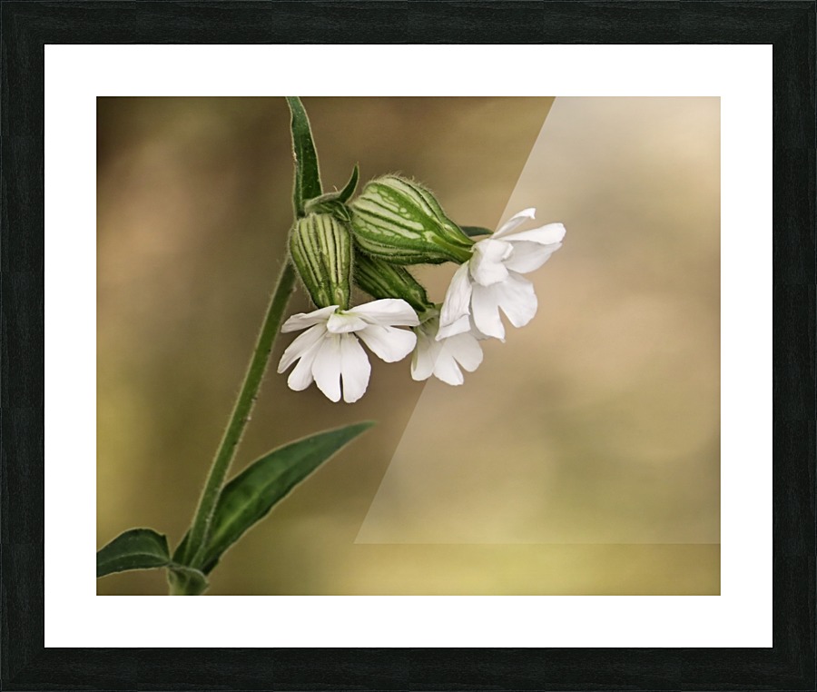 White campion Picture Frame print