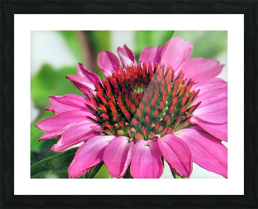 Pink coneflower  Picture Frame print