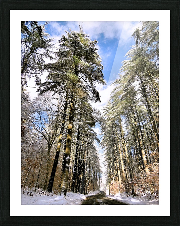 Tall pines  Picture Frame print